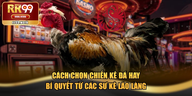 Cách Chọn Chiến Kê Đá Hay - Bí Quyết Từ Các Sư Kê Lão Làng